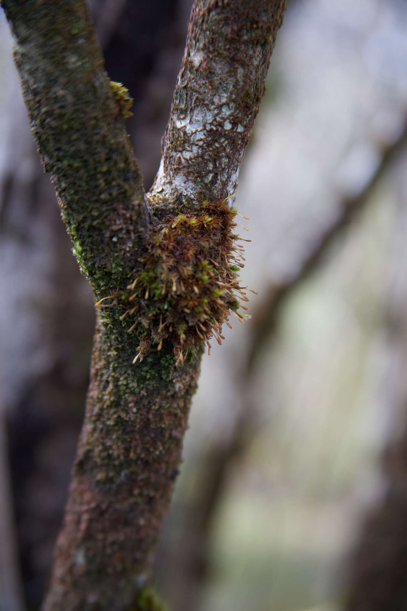 Image of crisped pincushion