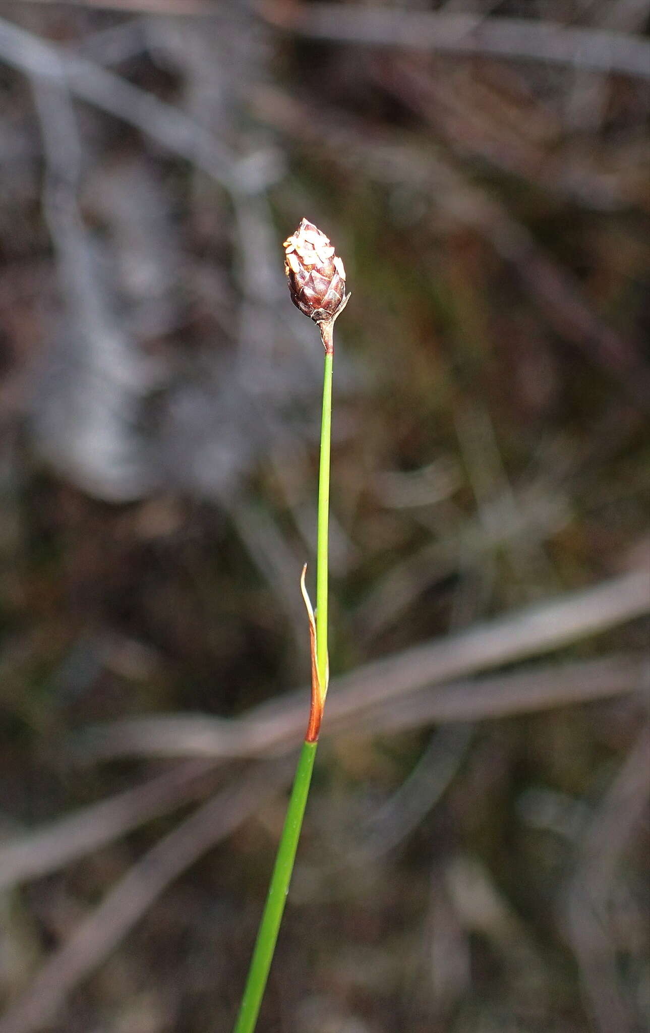 Слика од Chordifex monocephalus (R. Br.) B. G. Briggs