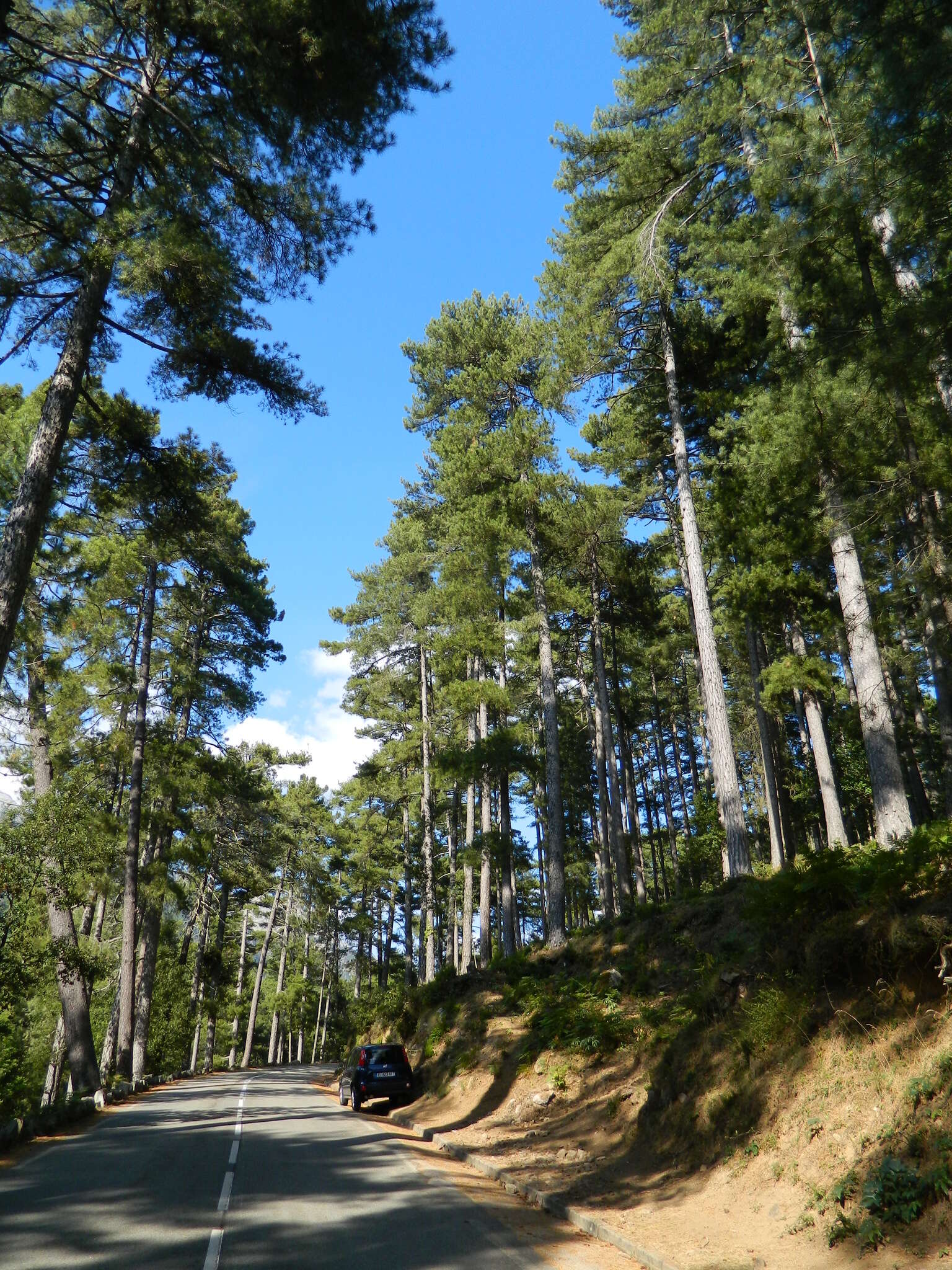 Imagem de Pinus nigra subsp. laricio (Poir.) Maire