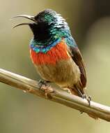 Image of Eastern Double-collared Sunbird