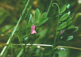 Image of spring vetch