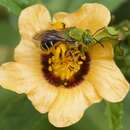 Imagem de Agapostemon nasutus Smith 1853