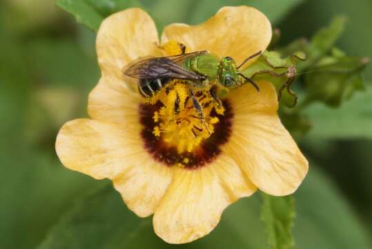 Image of Agapostemon nasutus Smith 1853