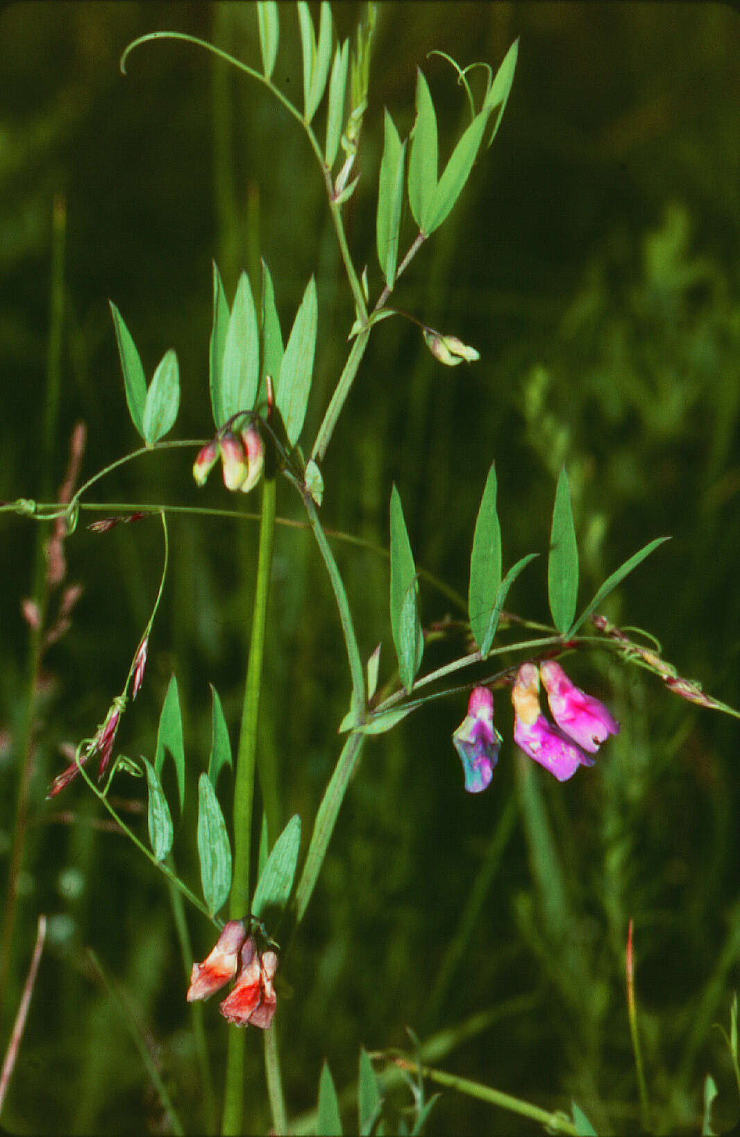 Imagem de Lathyrus palustris L.