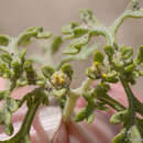 Image of Nevada sumpweed