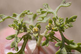 Image of Nevada sumpweed