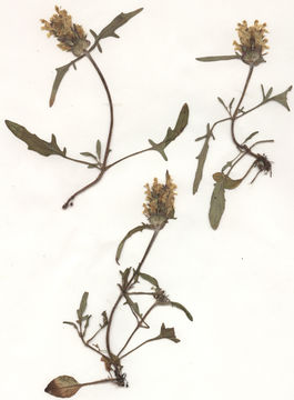 Image of cutleaf selfheal