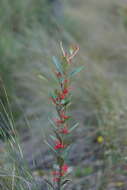 Image of Grevillea dimorpha F. Müll.