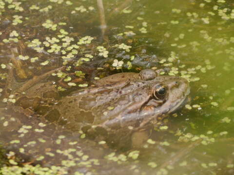 Image of Balkan Water Frog