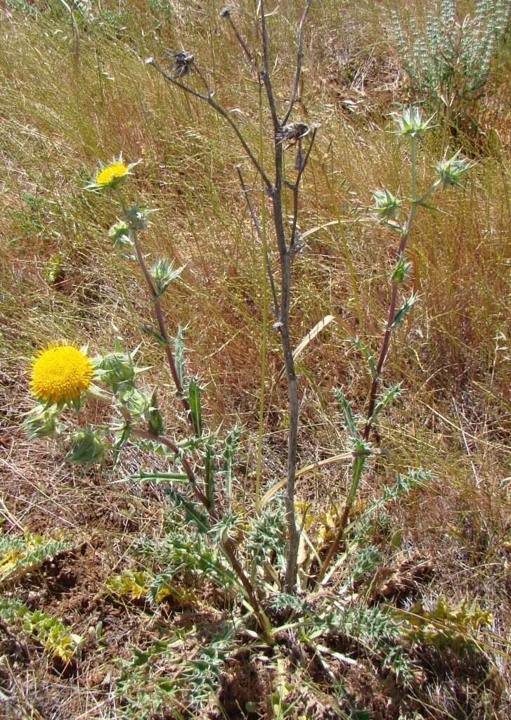 Image of Berkheya glabrata (Thunb.) Fourc.