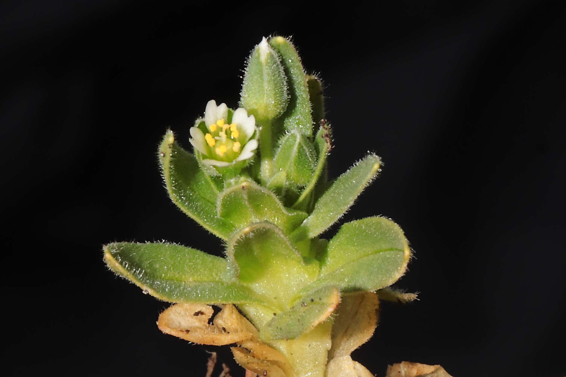 Image of Cerastium behmianum Muschl.