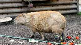 Image of Capybaras