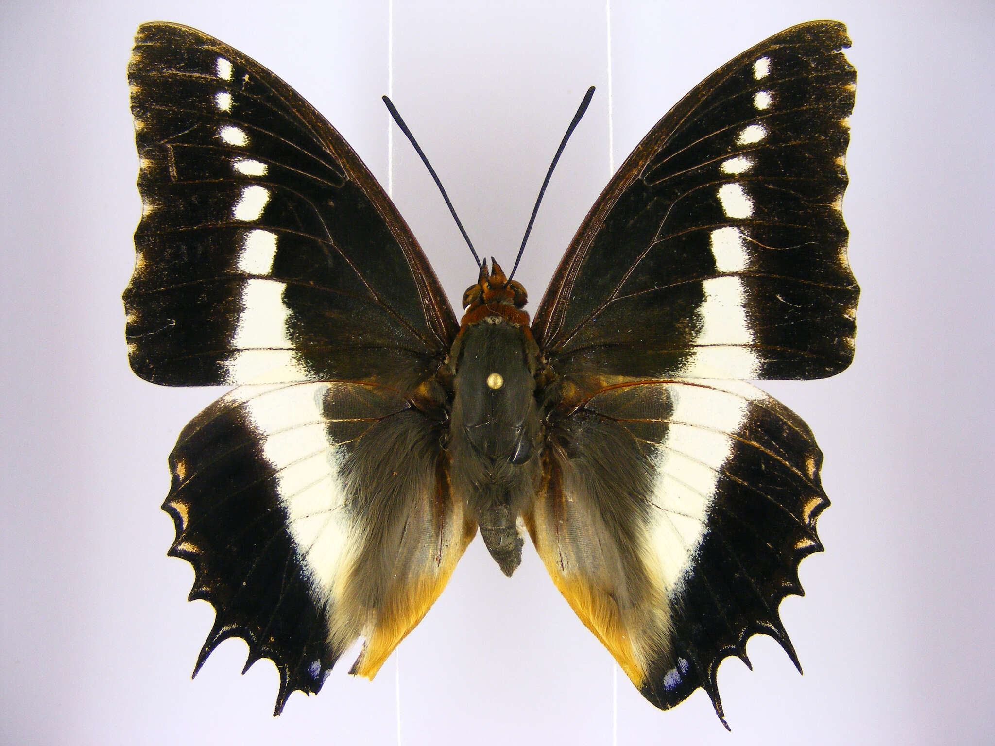 Image of Charaxes brutus angustus Rothschild 1900