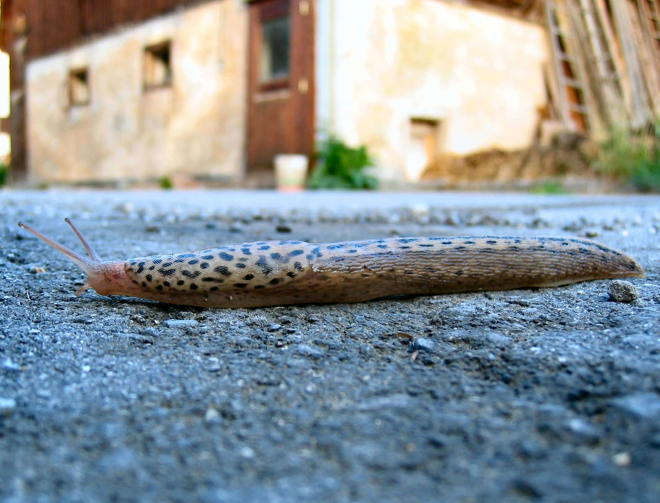 Image de Limax Linnaeus 1758