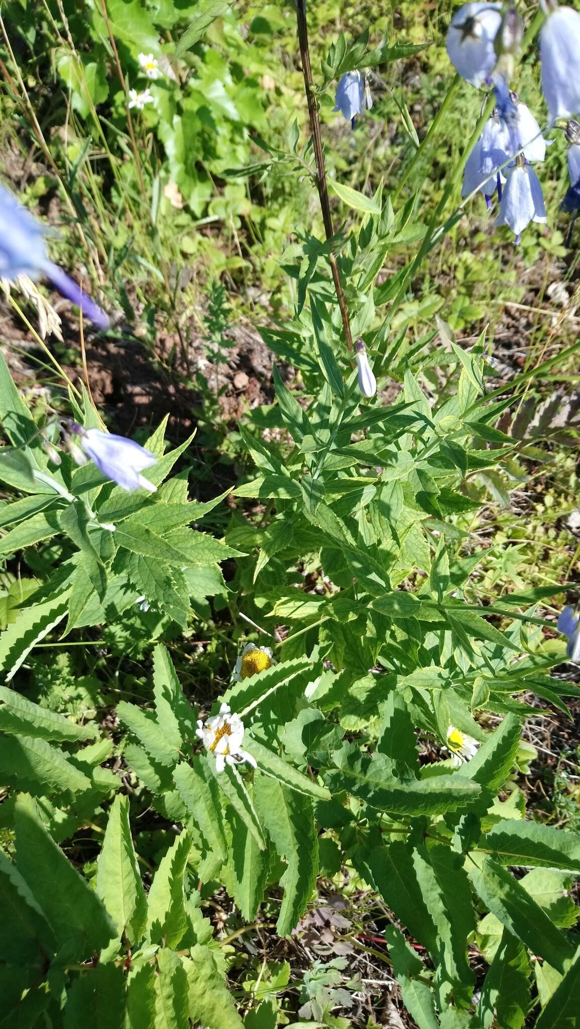 Imagem de Adenophora liliifolia (L.) A. DC.