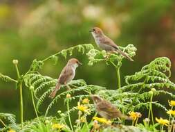 Image of Hunter's Cisticola