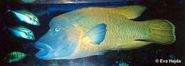 Image of Giant Wrasse