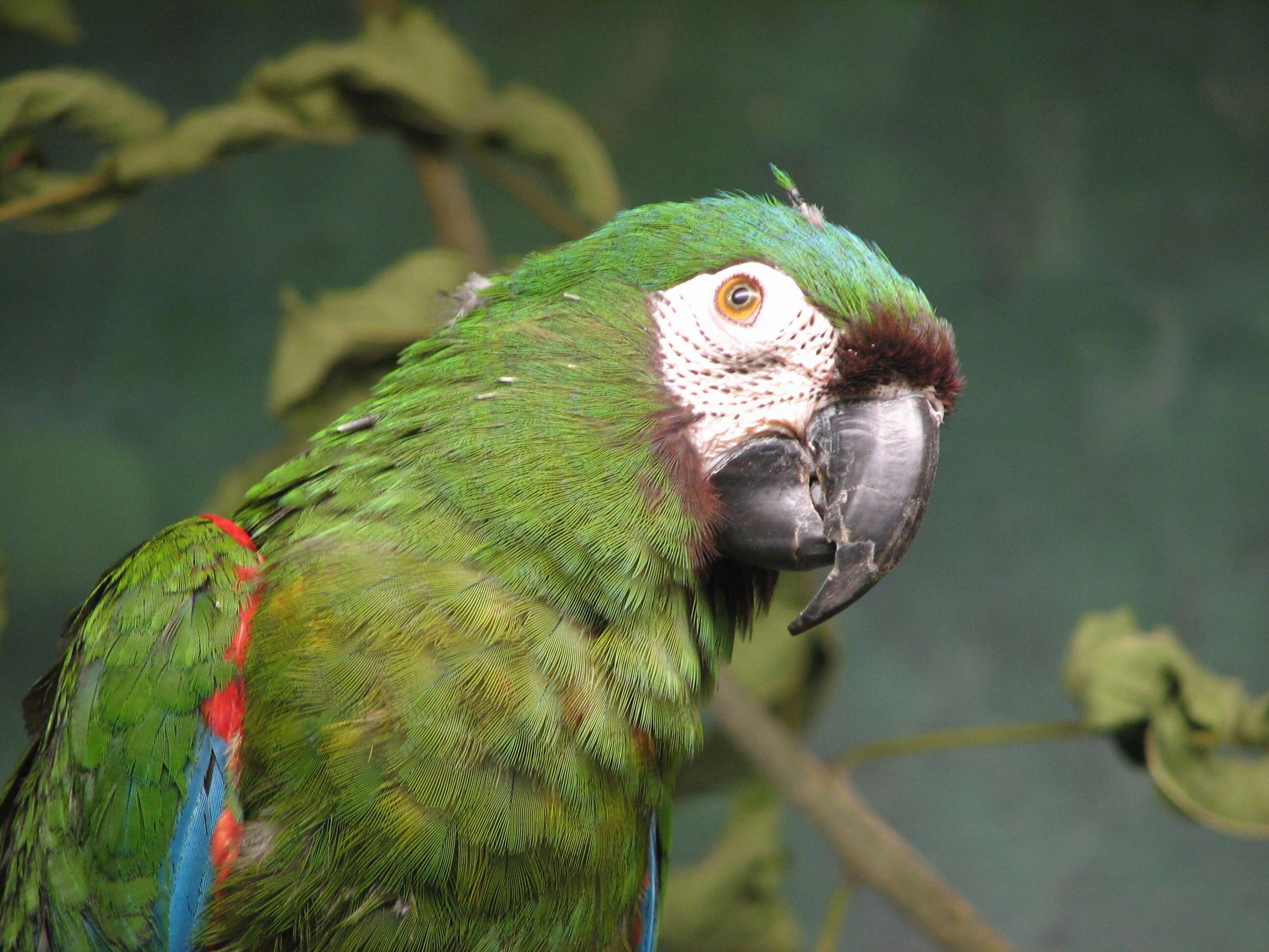 Image of Chestnut-fronted Macaw