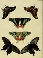 Image of Madagascan Sunset Moth