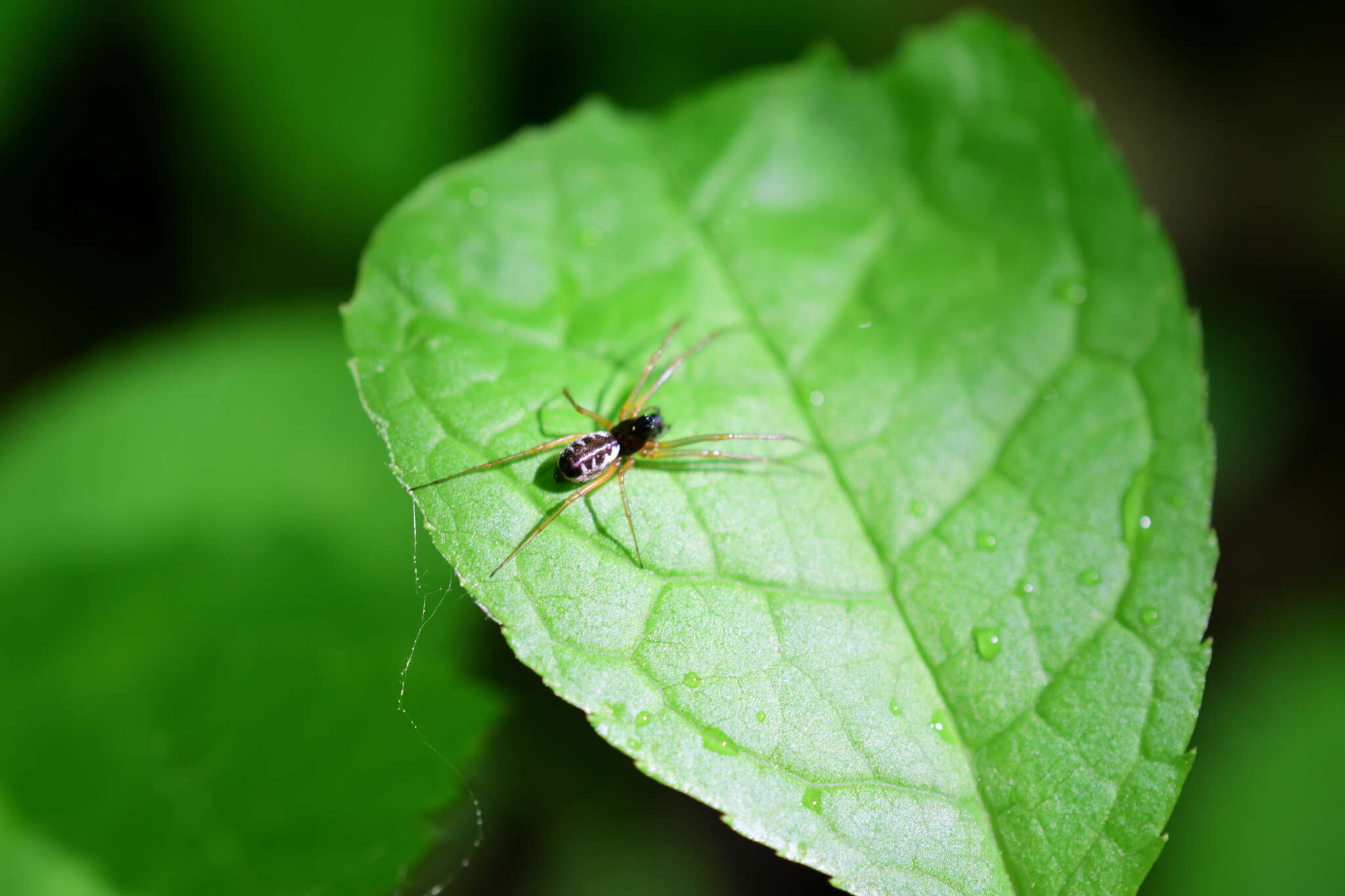 Linyphia hortensis Sundevall 1830 resmi