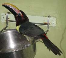 Image of Green Aracari