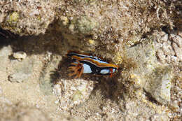 Image de Chromodoris westraliensis (O'Donoghue 1924)