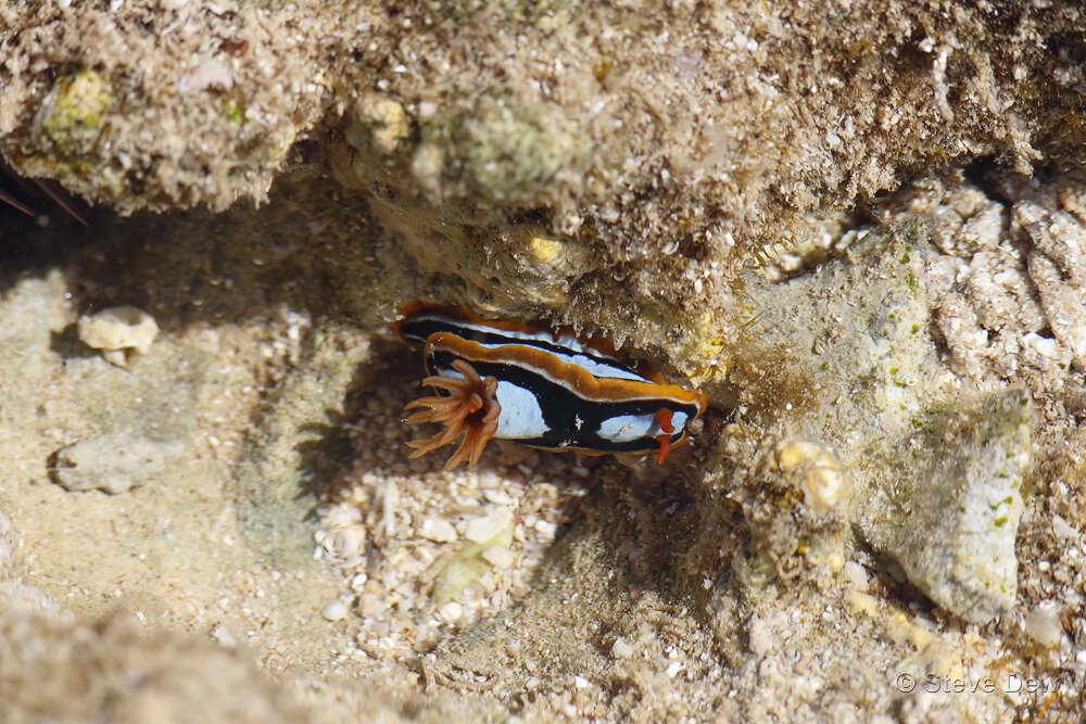 Image de Chromodoris westraliensis (O'Donoghue 1924)