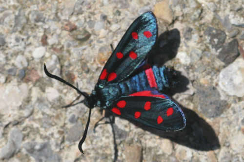 Image of Zygaena dorycnii Ochsenheimer 1808