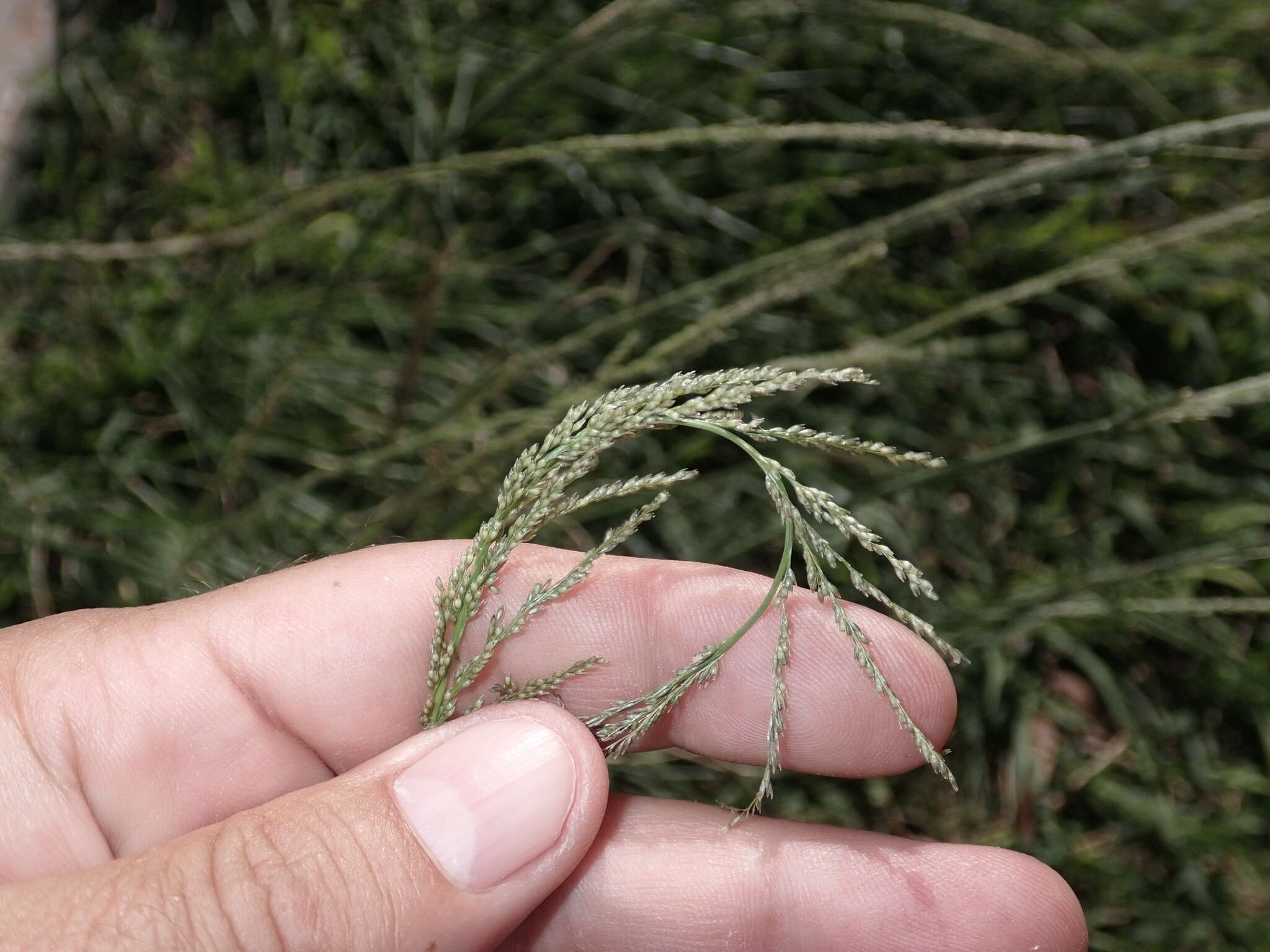 Image of elongate dropseed