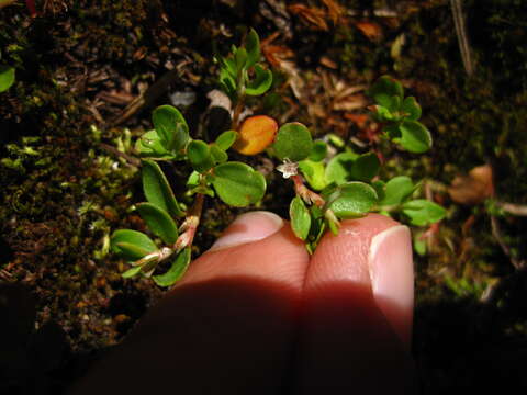 Слика од Polygonum minimum S. Wats.