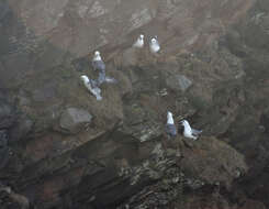 Image of Fulmar