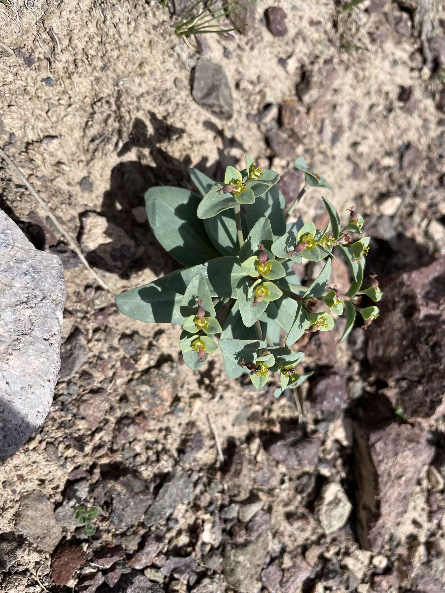 Image of Euphorbia rapulum Kar. & Kir.