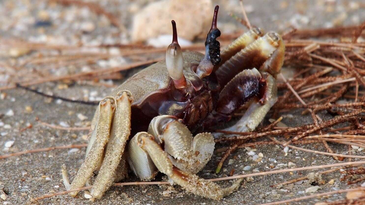 Image of Horned Ghost Crab