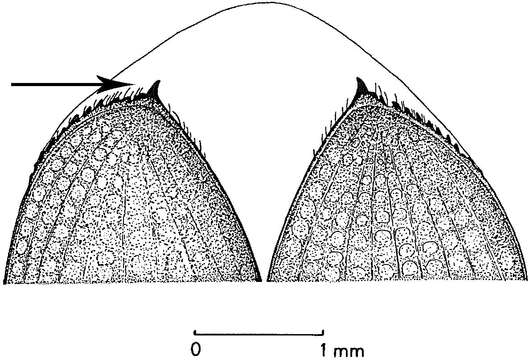 Dermestes (Dermestes) maculatus De Geer 1774 resmi