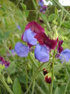 Image of Sweet Pea