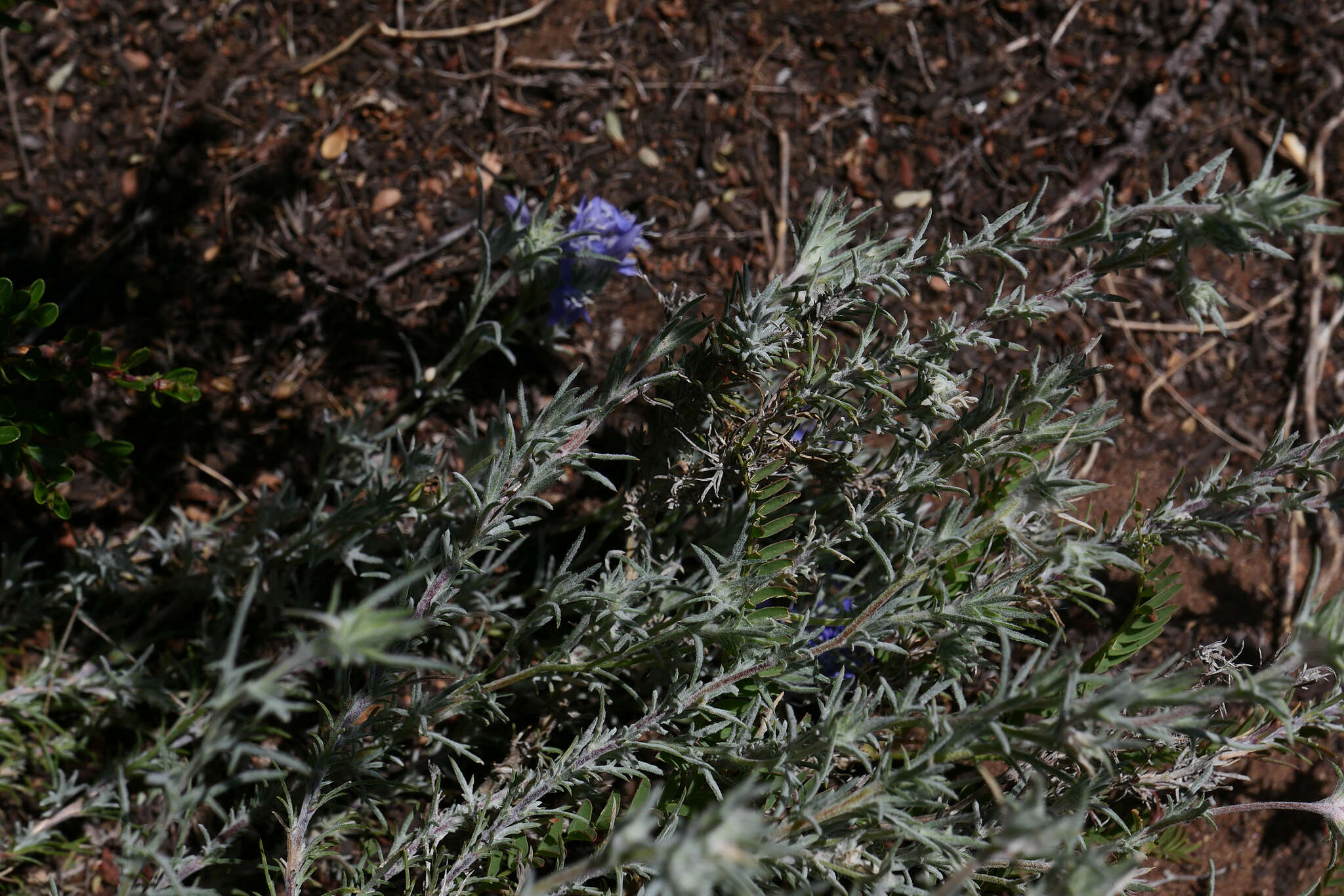 Image of Eriastrum densifolium subsp. patens (Hoover) S. J. De Groot