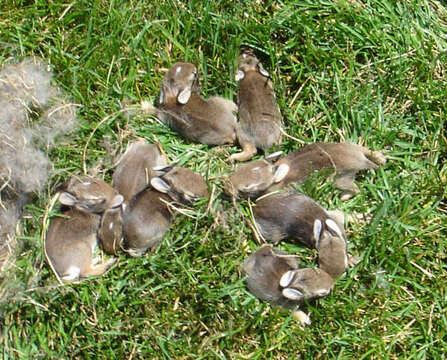 Image of rabbits and hares