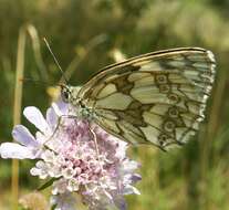 Image of marbled white