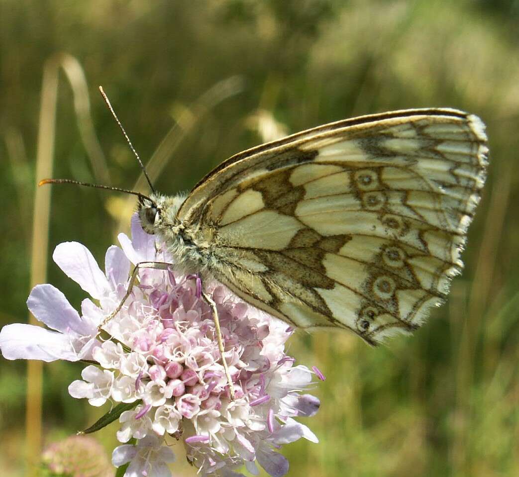 Image of marbled white