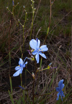 Image of Aristea angolensis subsp. angolensis