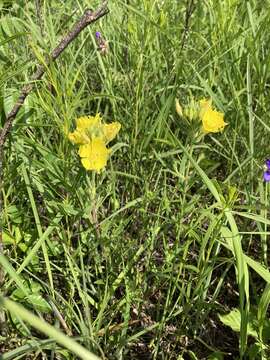 Image of meadow evening primrose