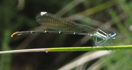 Image of Goldtail