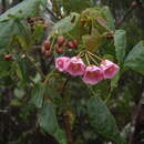 Sivun Dombeya elegans Cordem. kuva