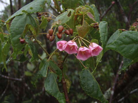 Image of Dombeya elegans Cordem.