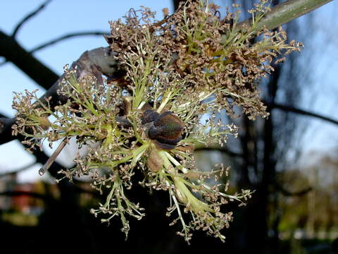 Image of green ash