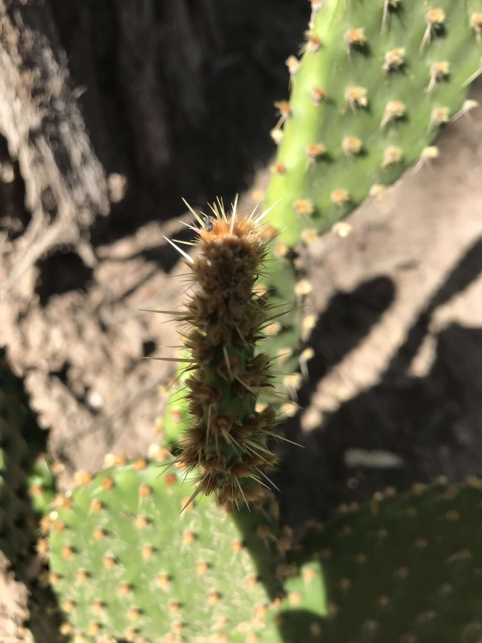 Image of Opuntia puberula Pfeiff.