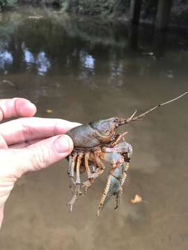 Image of Cambarus striatus Hay 1902