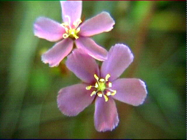 صورة Drosera hartmeyerorum Schlauer