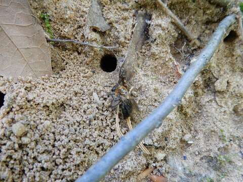 Image de Colletes thoracicus Smith 1853