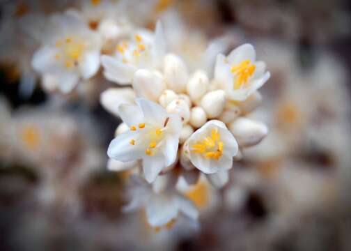 Image of Lomandra ordii (F. Muell.) Ewart